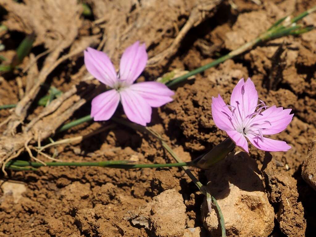 Image of Dianthus micranthus Boiss. & Heldr.