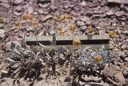 Image of Great Basin Desert buckwheat