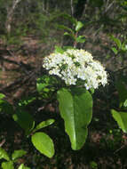 Imagem de Viburnum rufidulum Rafin.