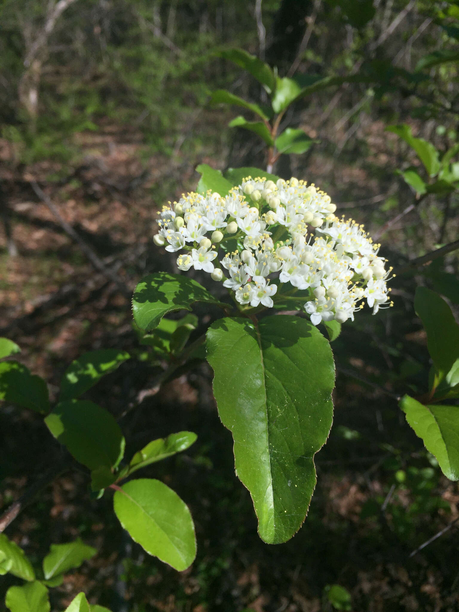 Image of rusty blackhaw