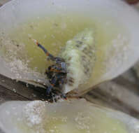 Image of blue-legged hermit crab