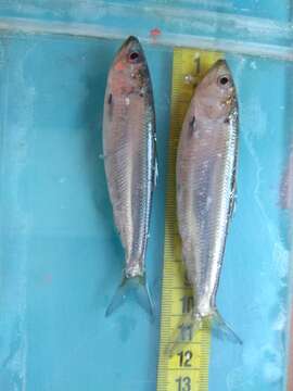 Image of Caspian Anadromous Shad