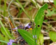 Anthophora crinipes Smith 1854的圖片