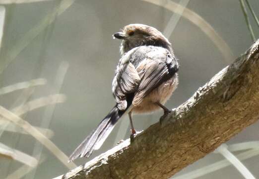 Image of Aegithalos caudatus siculus (Whitaker 1901)