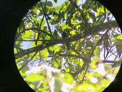 Image of Yellow-billed Nunbird