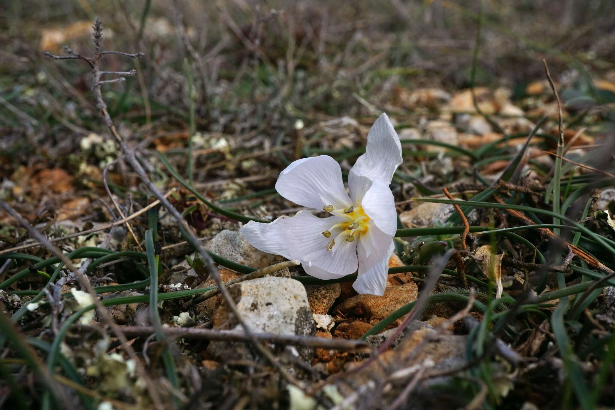 Image de Colchicum triphyllum Kunze