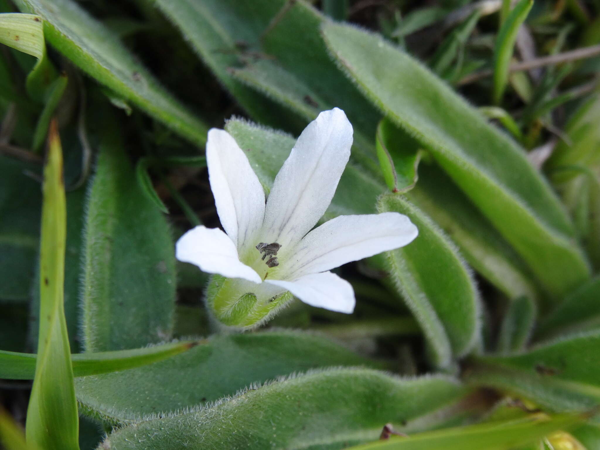 Image of California Monkey-Fiddle