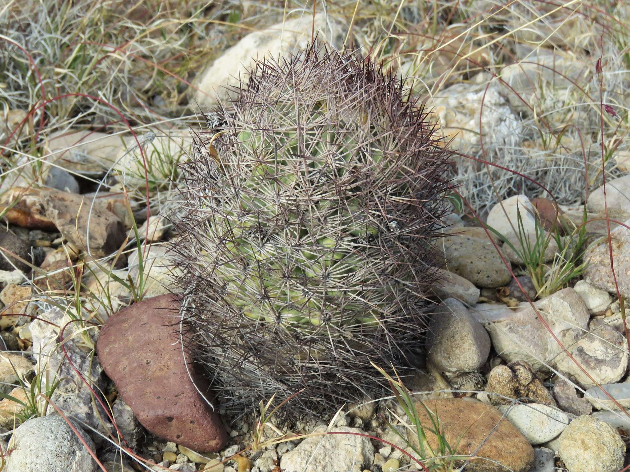 Image de Sclerocactus warnockii (L. D. Benson) N. P. Taylor