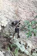 Image of Asian House Martin