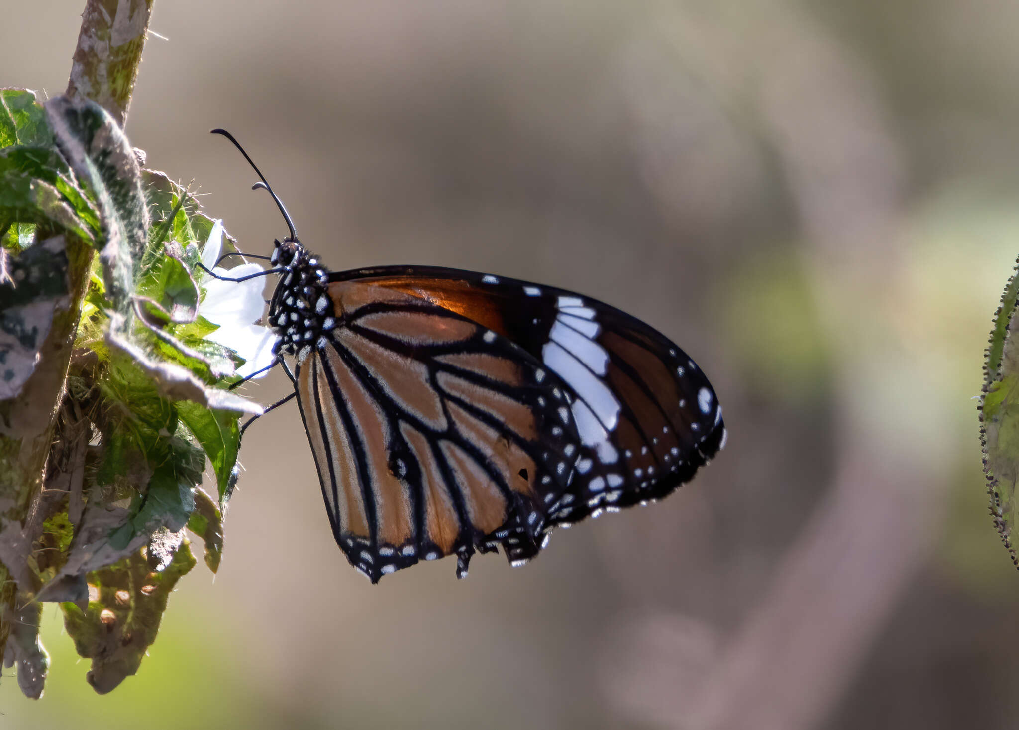 Image of Danaus (Anosia) genutia subsp. wetterensis Fruhstorfer 1899