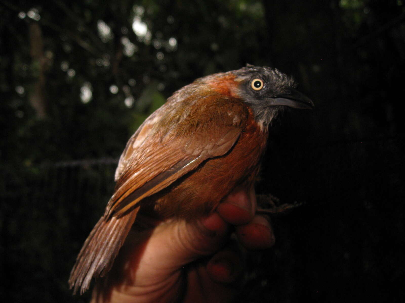 Image of Grey-headed Babbler