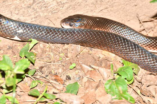 Image of Boiruna maculata (Boulenger 1896)