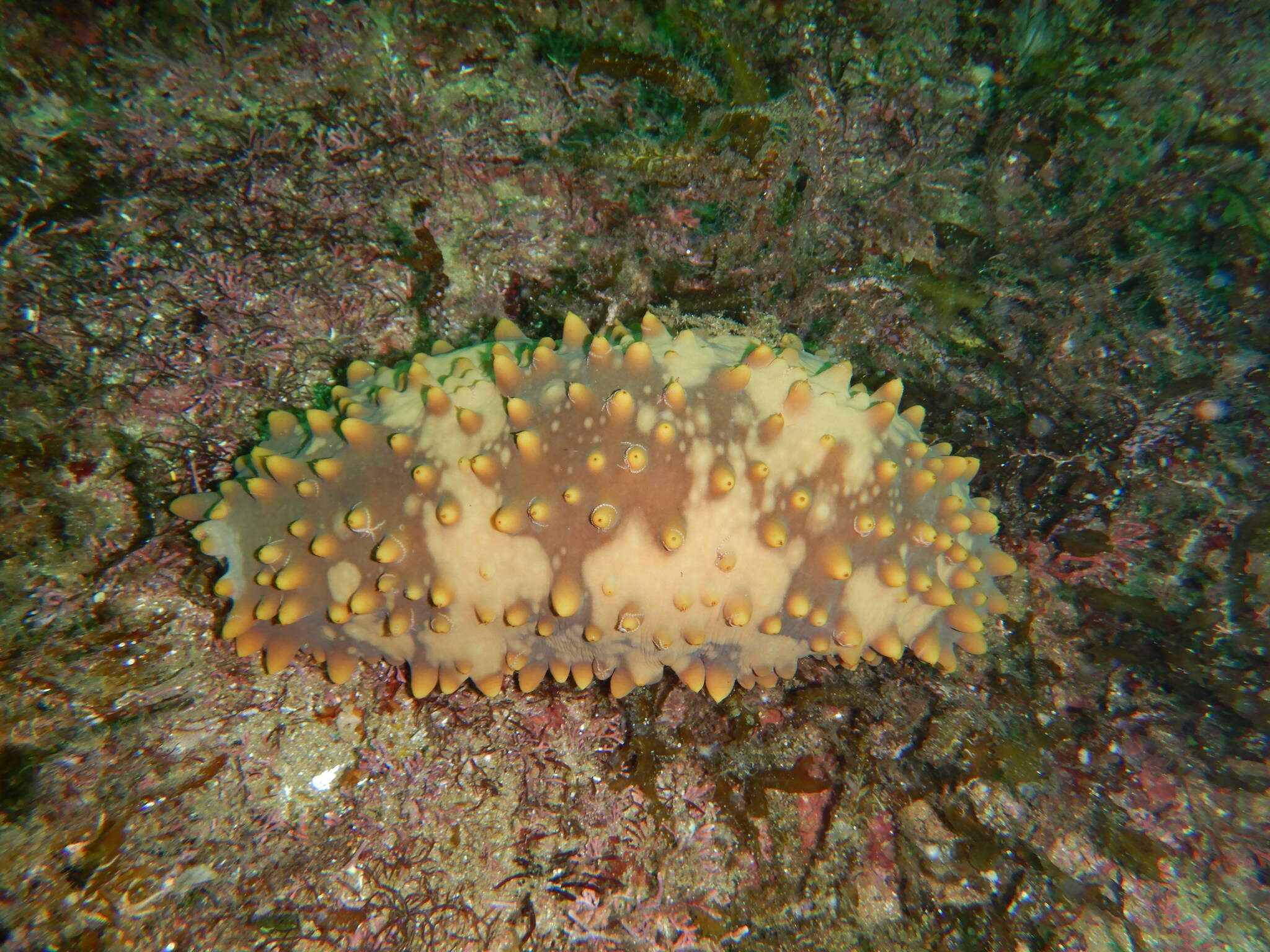 Image of Brown Sea Cucumber