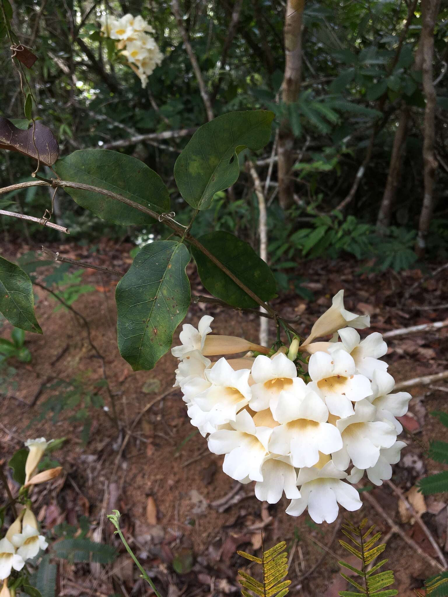 Plancia ëd Mansoa lanceolata (DC.) A. H. Gentry