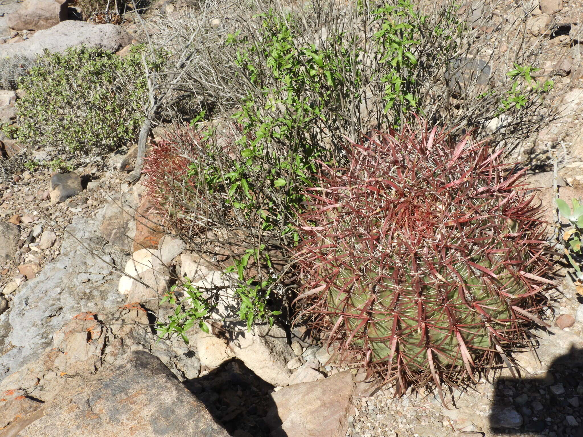 Image of Fire Barrel Cactus