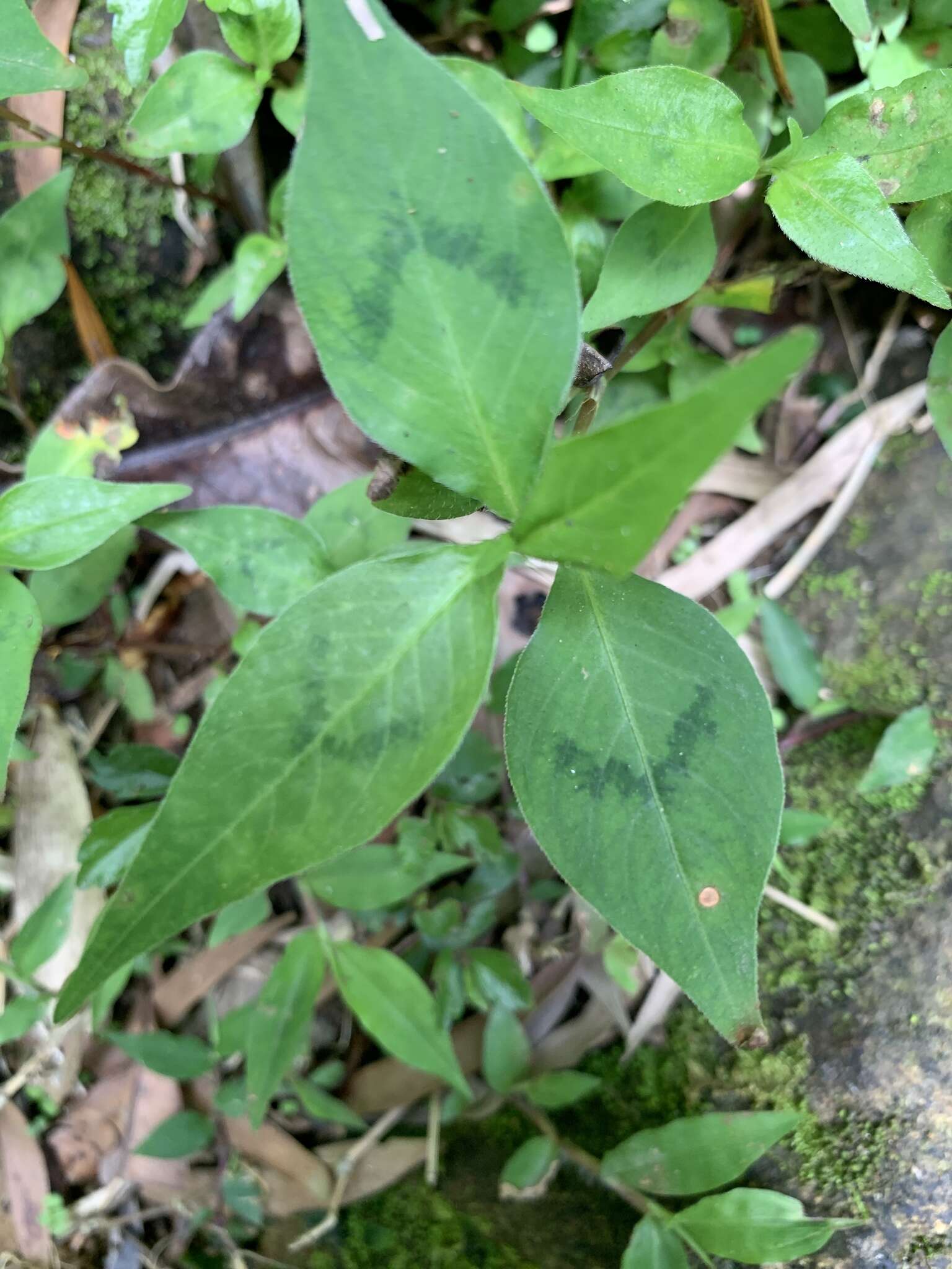 صورة Persicaria pubescens (Bl.) Hara