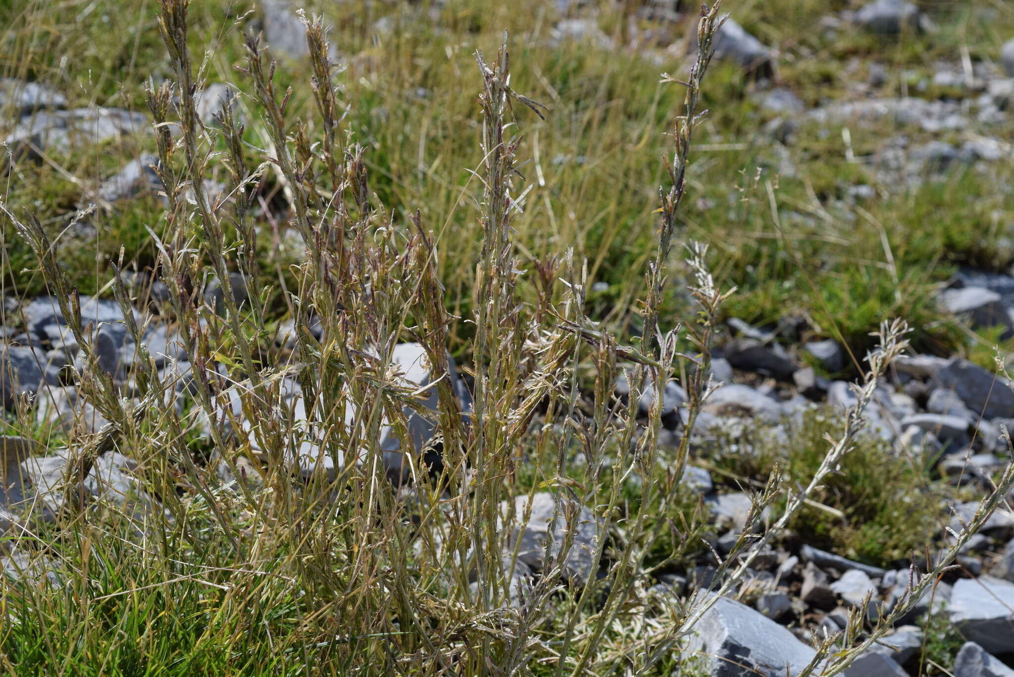 Image of Barbarea bracteosa Guss.