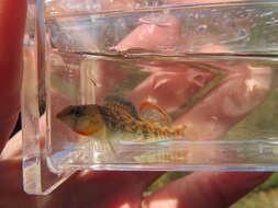 صورة Etheostoma bison Ceas & Page 1997