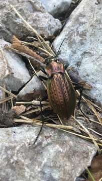 Image of <i>Carabus cancellatus emarginatus</i>