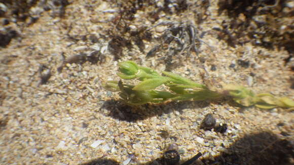 Image of Linaria arenaria DC.