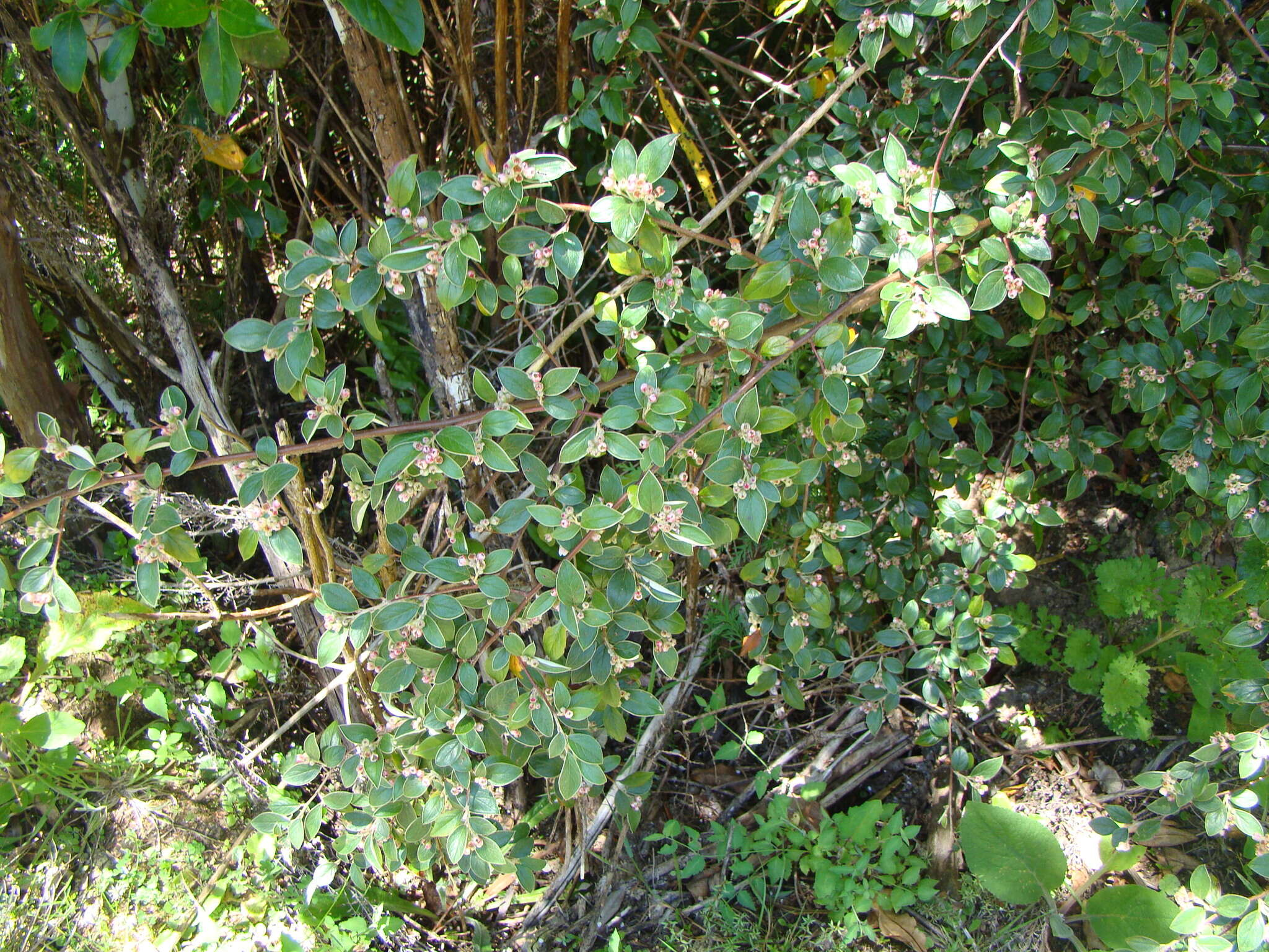 Image of orange cotoneaster