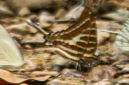 Image de Graphium aristeus (Stoll 1780)