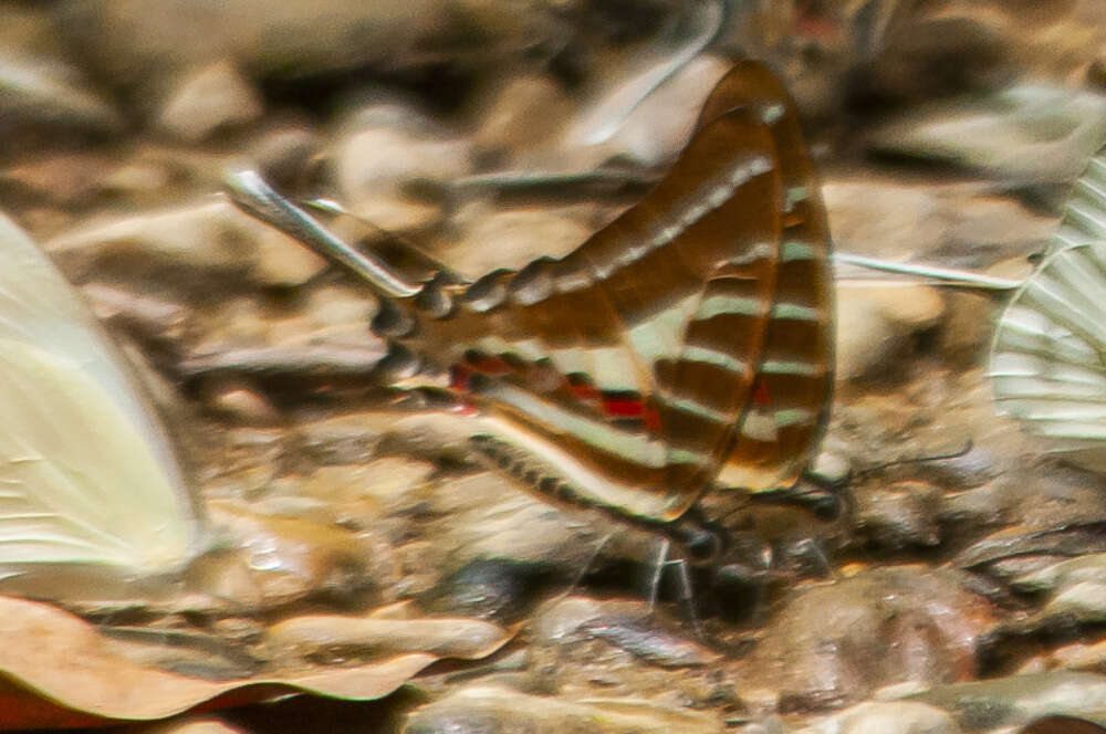 Image de Graphium aristeus (Stoll 1780)