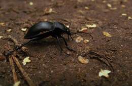 Image of Carabus (Oreocarabus) glabratus Paykull 1790