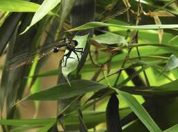 Image of Leptogomphus hongkongensis Asahina 1988