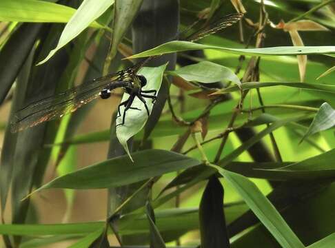 Imagem de Leptogomphus hongkongensis Asahina 1988