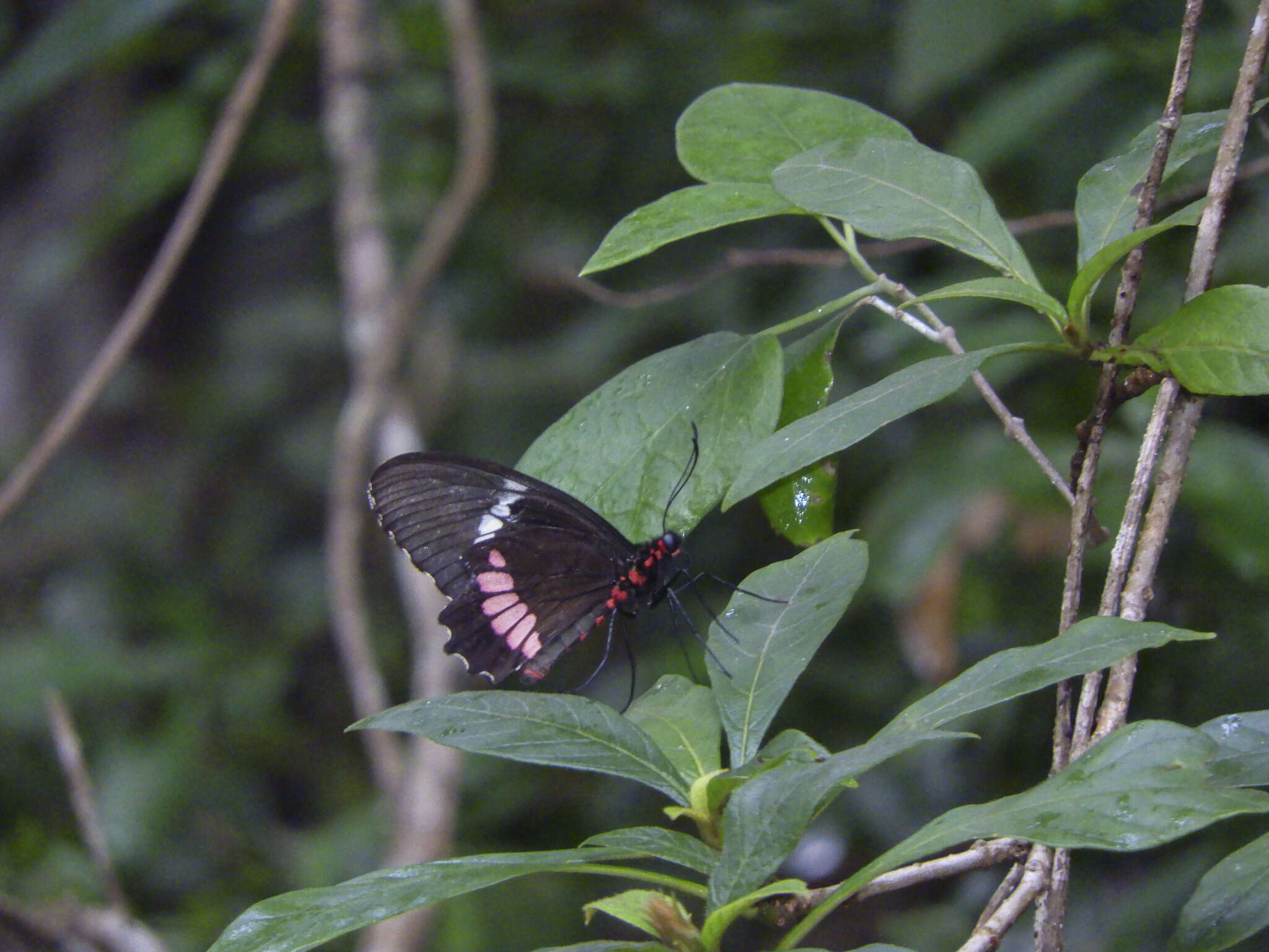 Image of Parides iphidamas (Fabricius 1793)