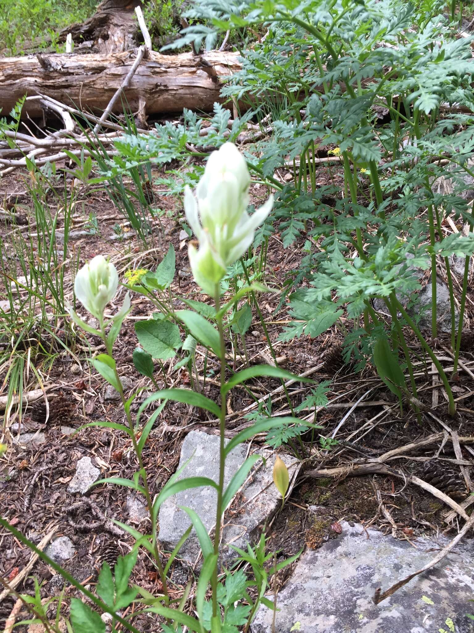 Image of Labrador Indian paintbrush