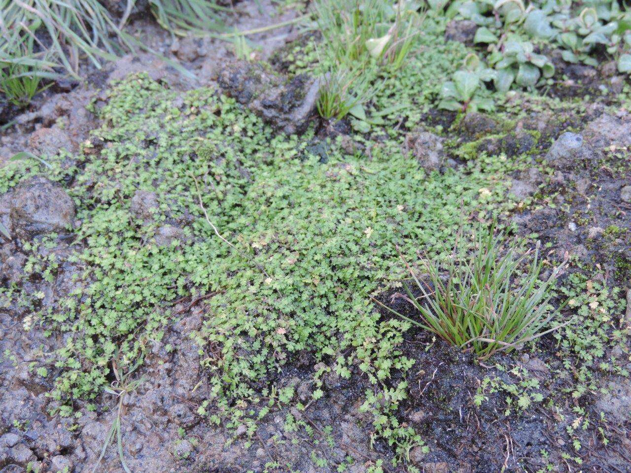 Image of Leptinella dispersa subsp. rupestris (D. Lloyd) D. G. Lloyd & C. J. Webb