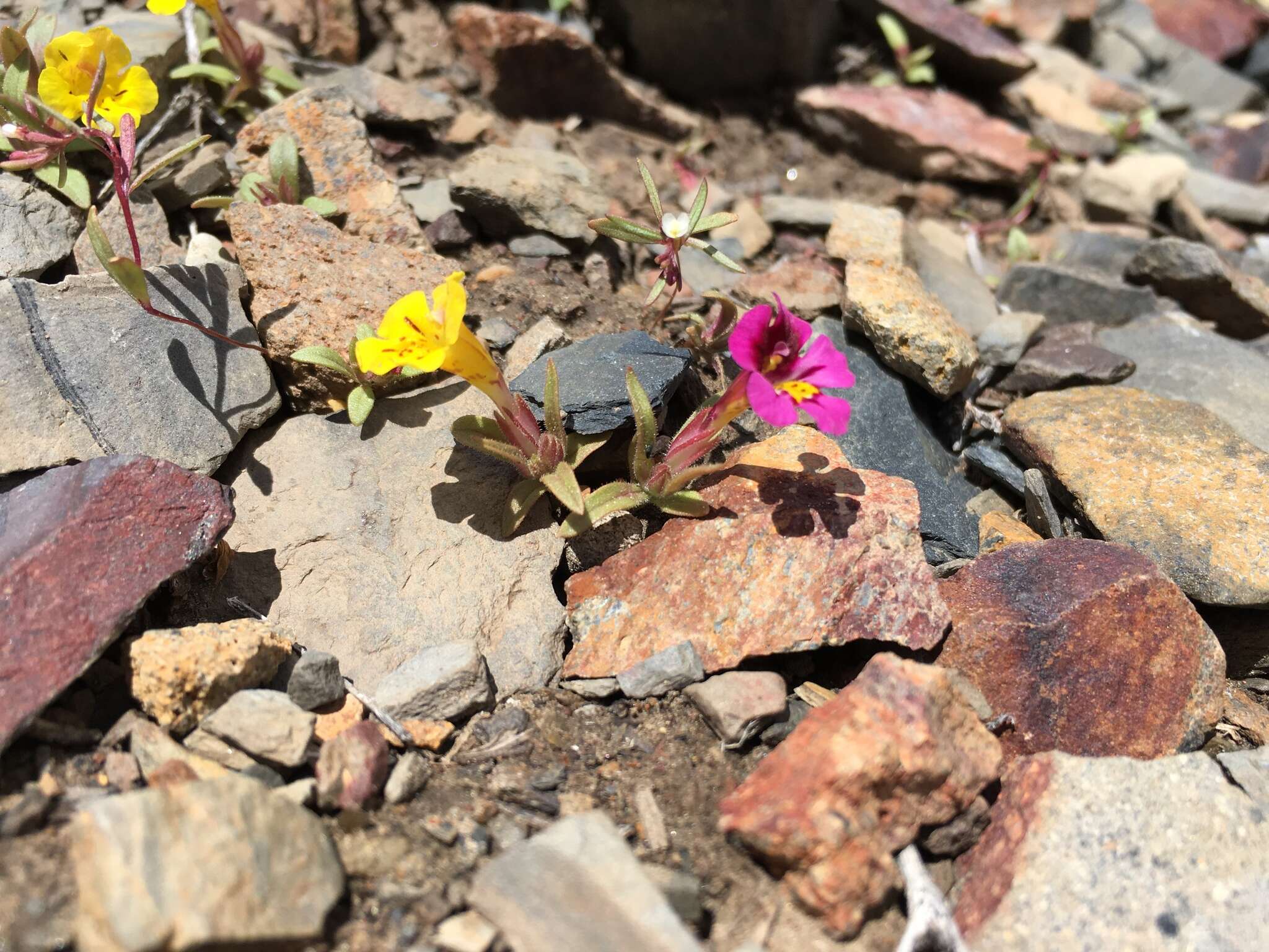 Image of red monkeyflower