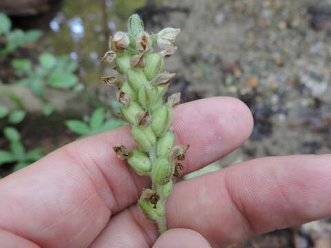 Image of downy rattlesnake plantain