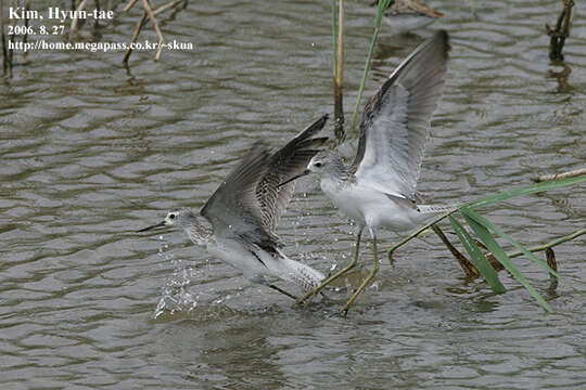 Image of Marsh Sandpiper