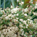 Plancia ëd Brassica oleracea var. botrytis L.