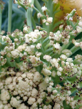 Image of broccoli