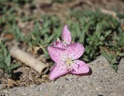 Plancia ëd Oenothera canescens Torr.