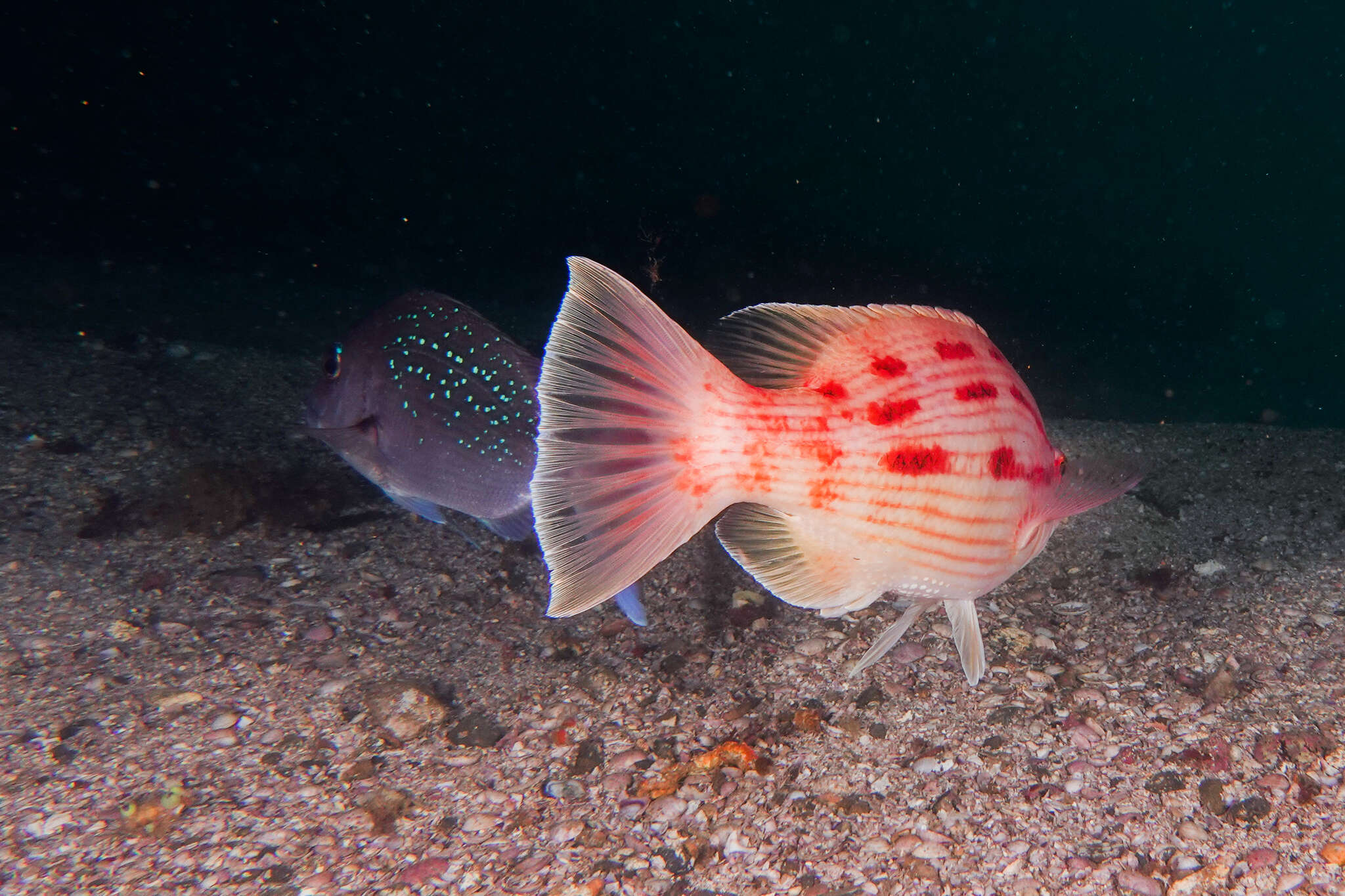 Bodianus unimaculatus (Günther 1862) resmi