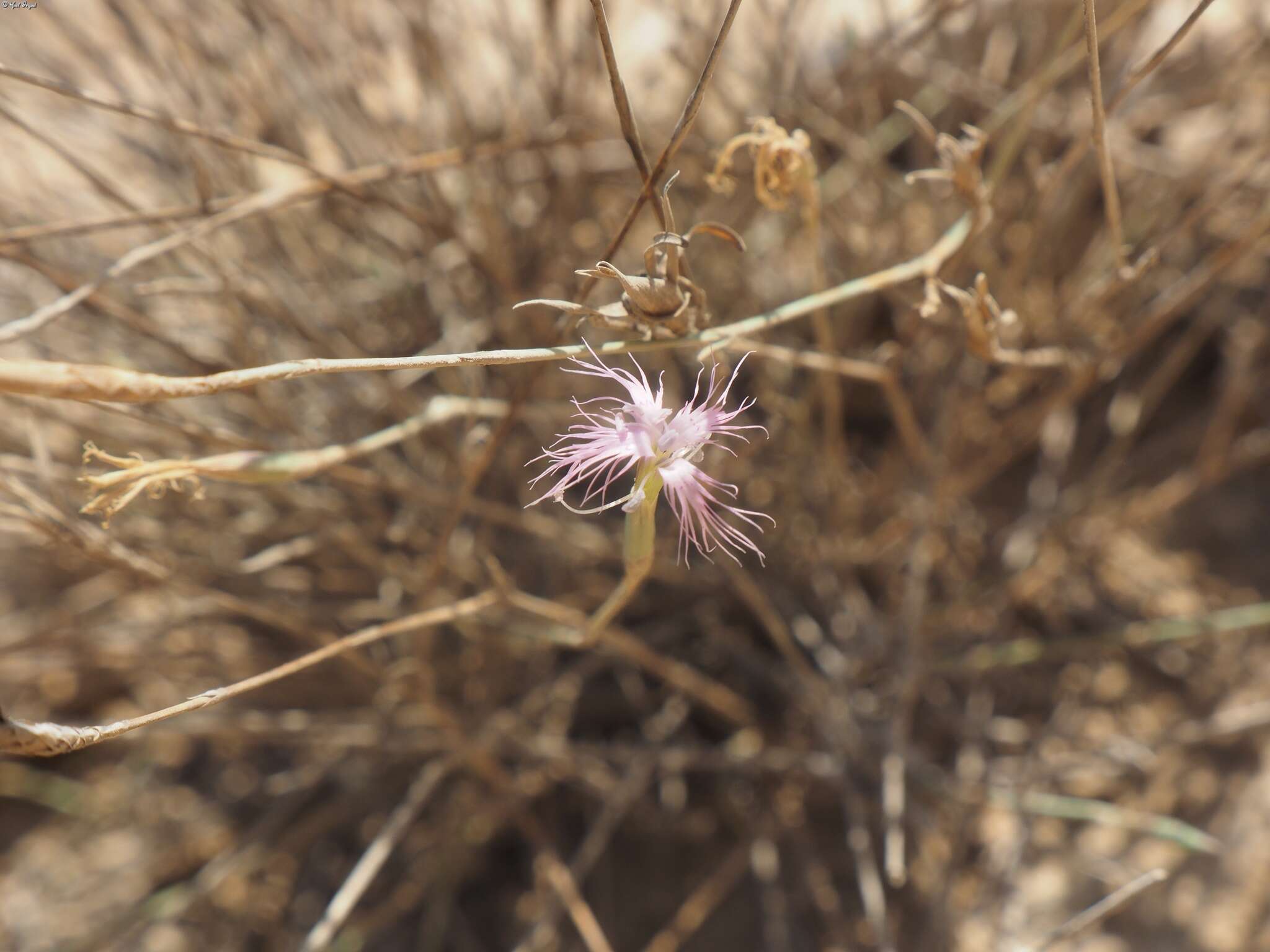 Image of Dianthus sinaicus Boiss.