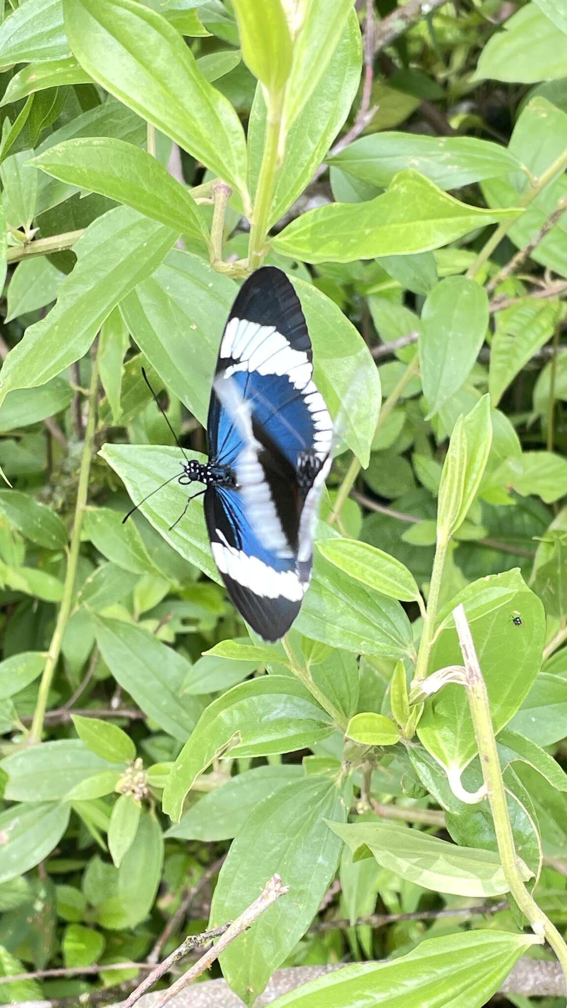 Image of Heliconius sapho Drury 1782