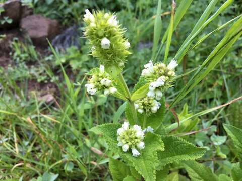 Слика од Lepechinia caulescens (Ortega) Epling