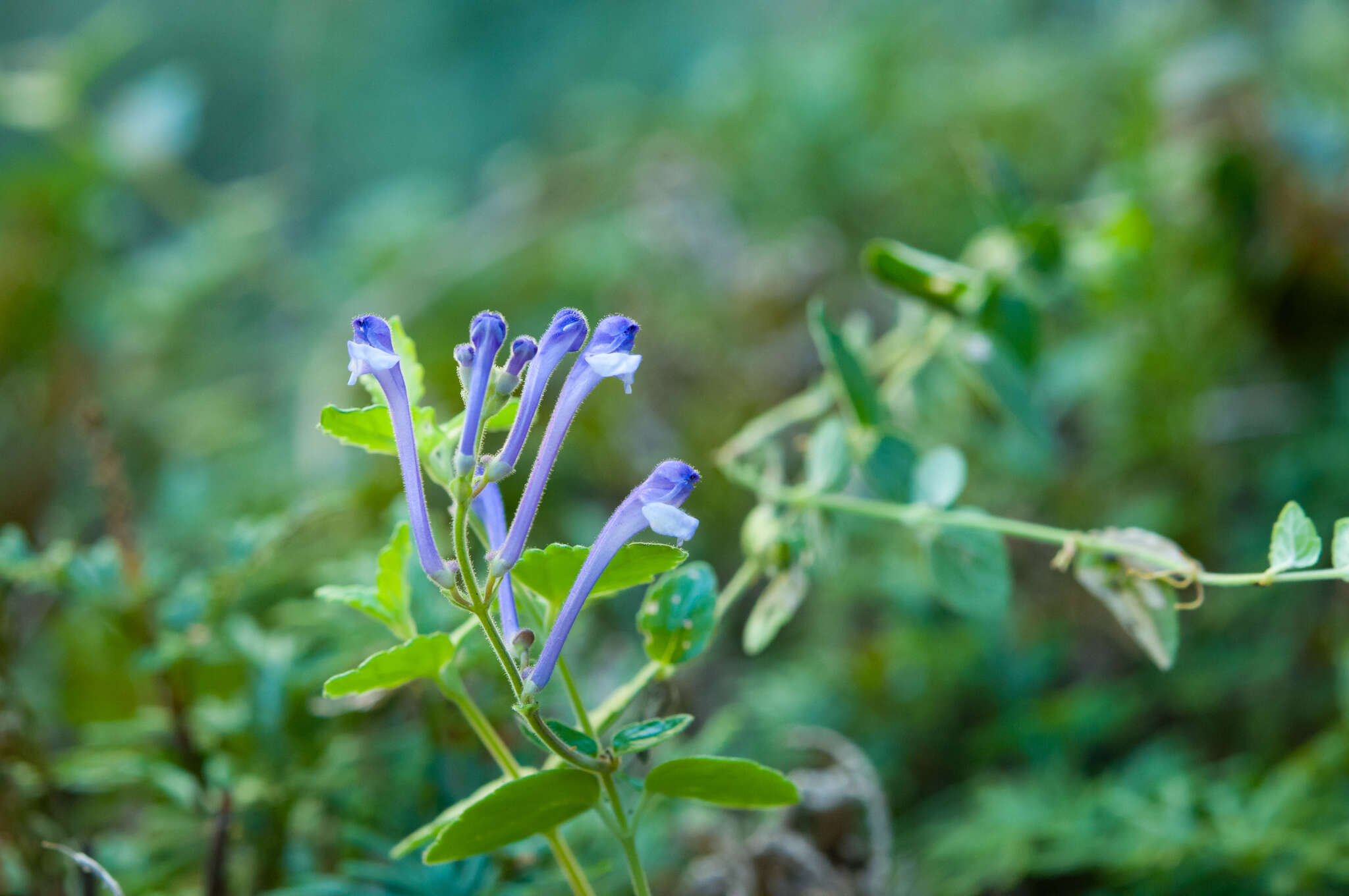 Sivun Scutellaria indica var. indica kuva