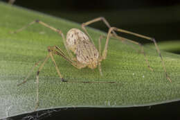 Image of Scytodes pallida Doleschall 1859