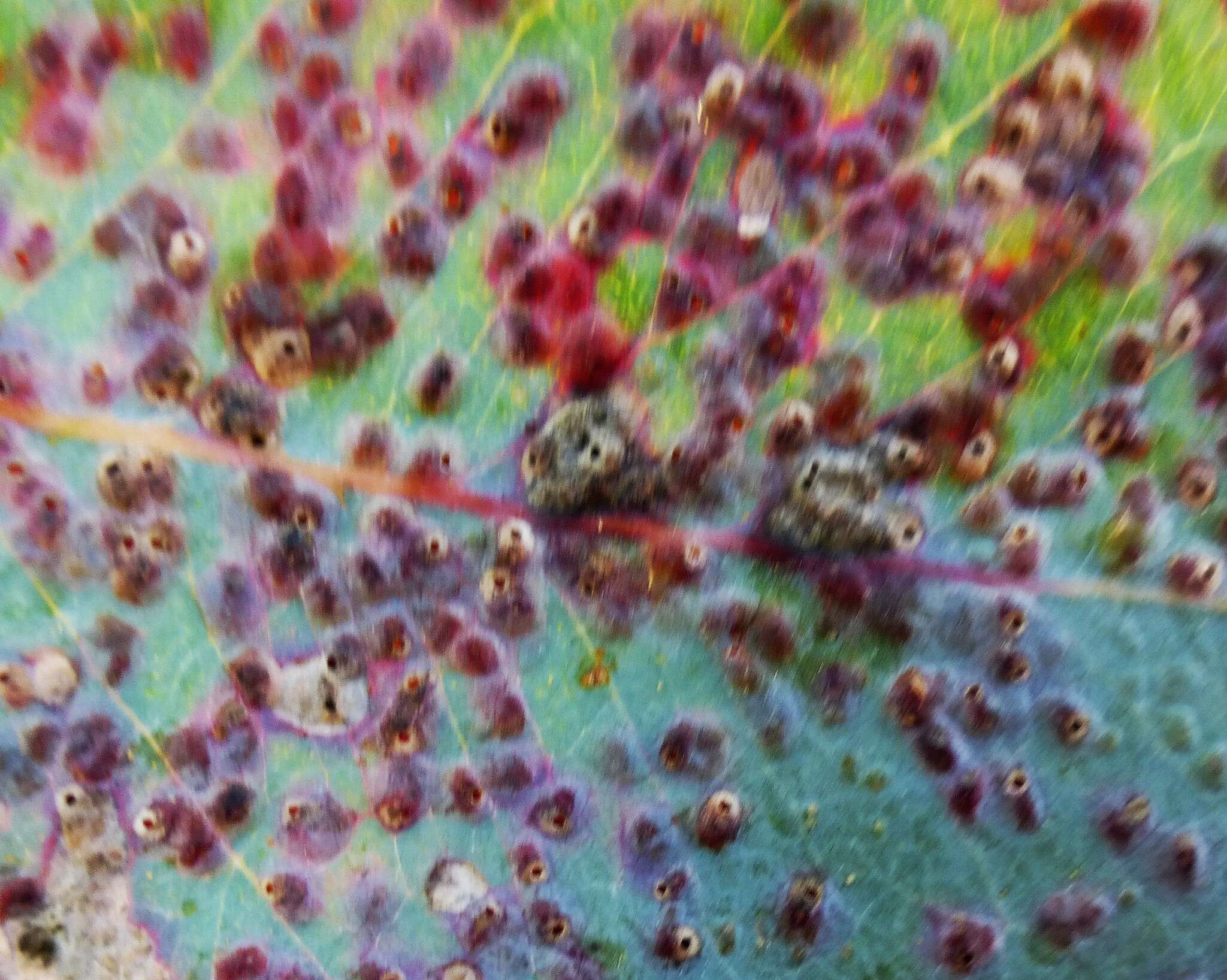 Image of Eucalyptus gall wasp