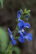 Salvia vitifolia Benth. resmi