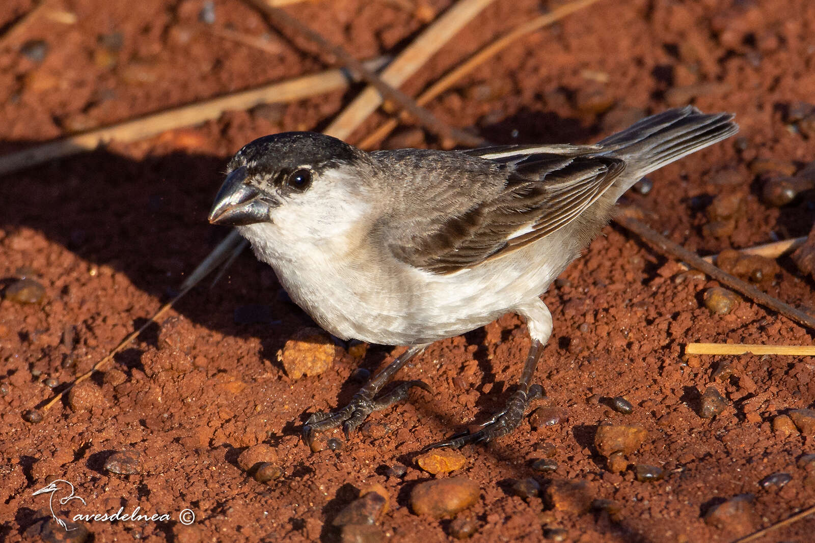 Plancia ëd Sporophila pileata (Sclater & PL 1865)