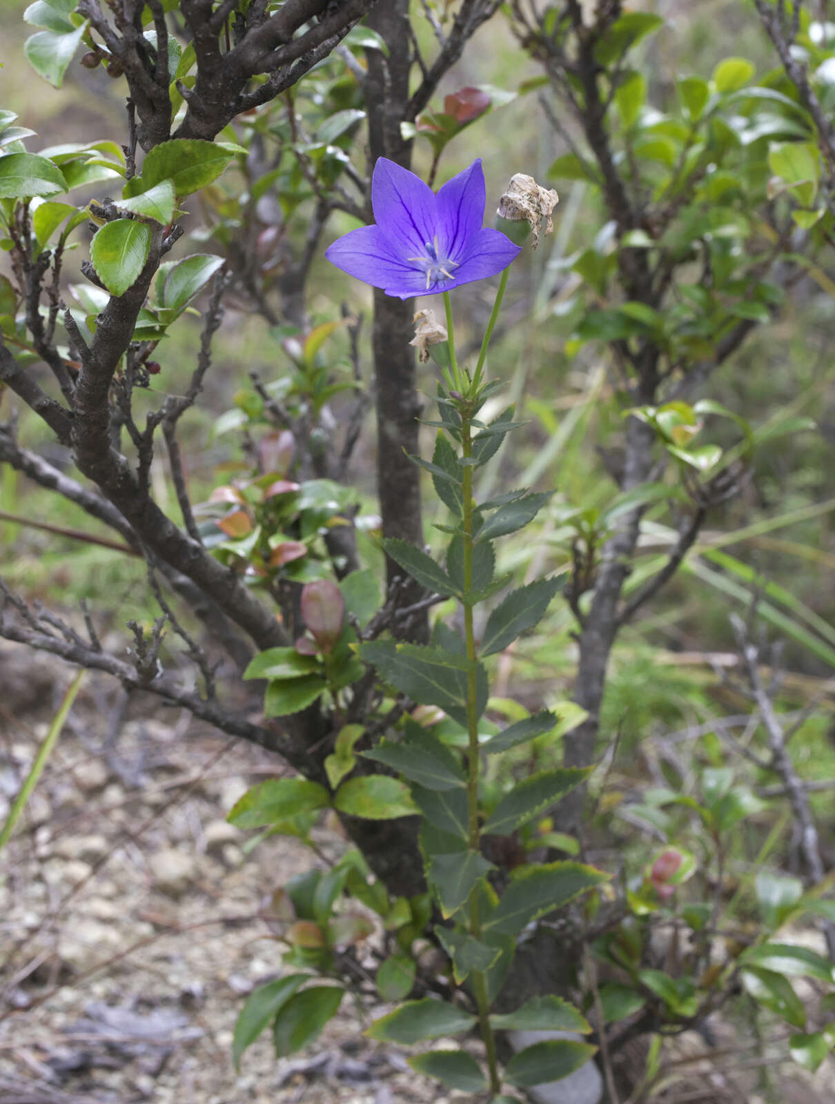 Image of platycodon