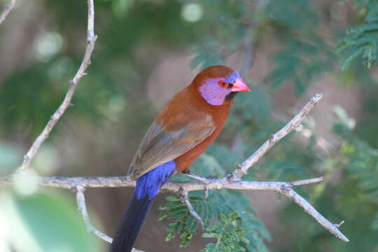 Image of Violet-eared Waxbill